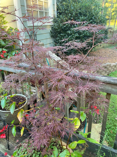 Acer palmatum 'Monticello Gardens' Red Dwarf Japanese Maple